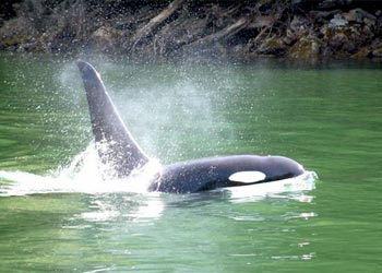 Wildlife Viewing - whales Wildlife Viewing - whales